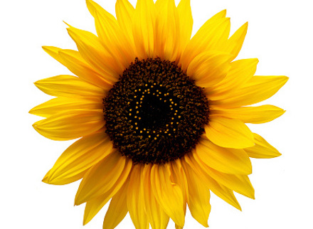 sunflower.jpg