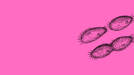 dividing cells pink.png