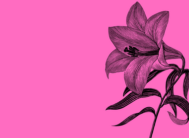 pink flower.png