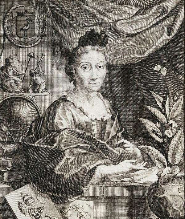 Image 2 Maria Sibylla Merian.jpg