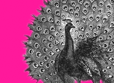 peacock-pink.png