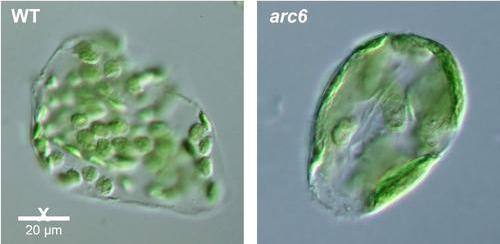 WT-arc6-cells-CB7CA-resized.jpg