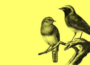 bird yellow.png