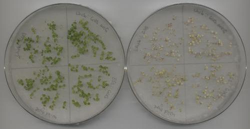 Seedlings-lincomycin-8BCF4.jpg