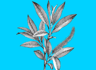 plant - blue.jpg